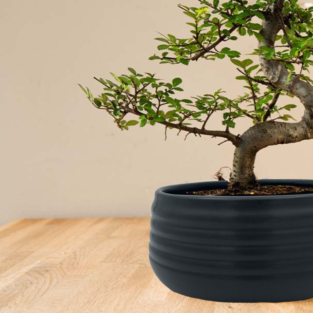 Zelkova Marui