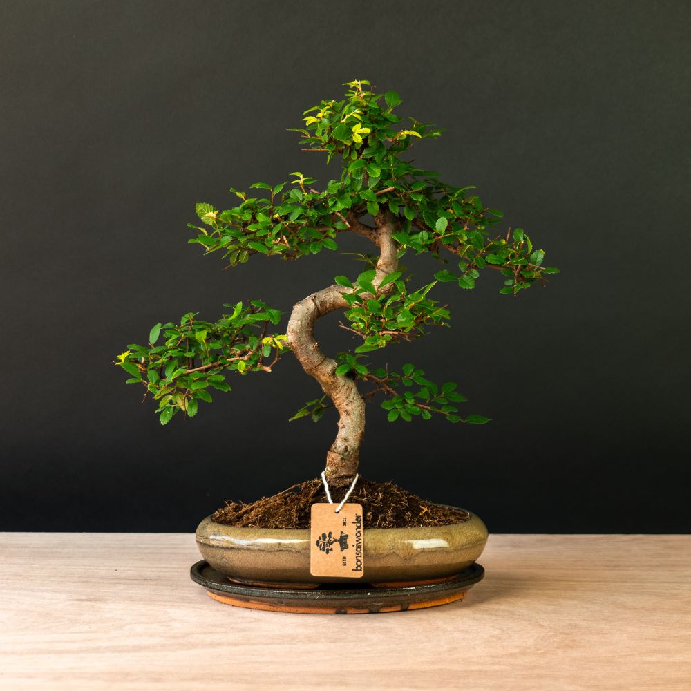 Zelkova Sensai - Bonsai voor binnen en buiten - 12 jaar oud