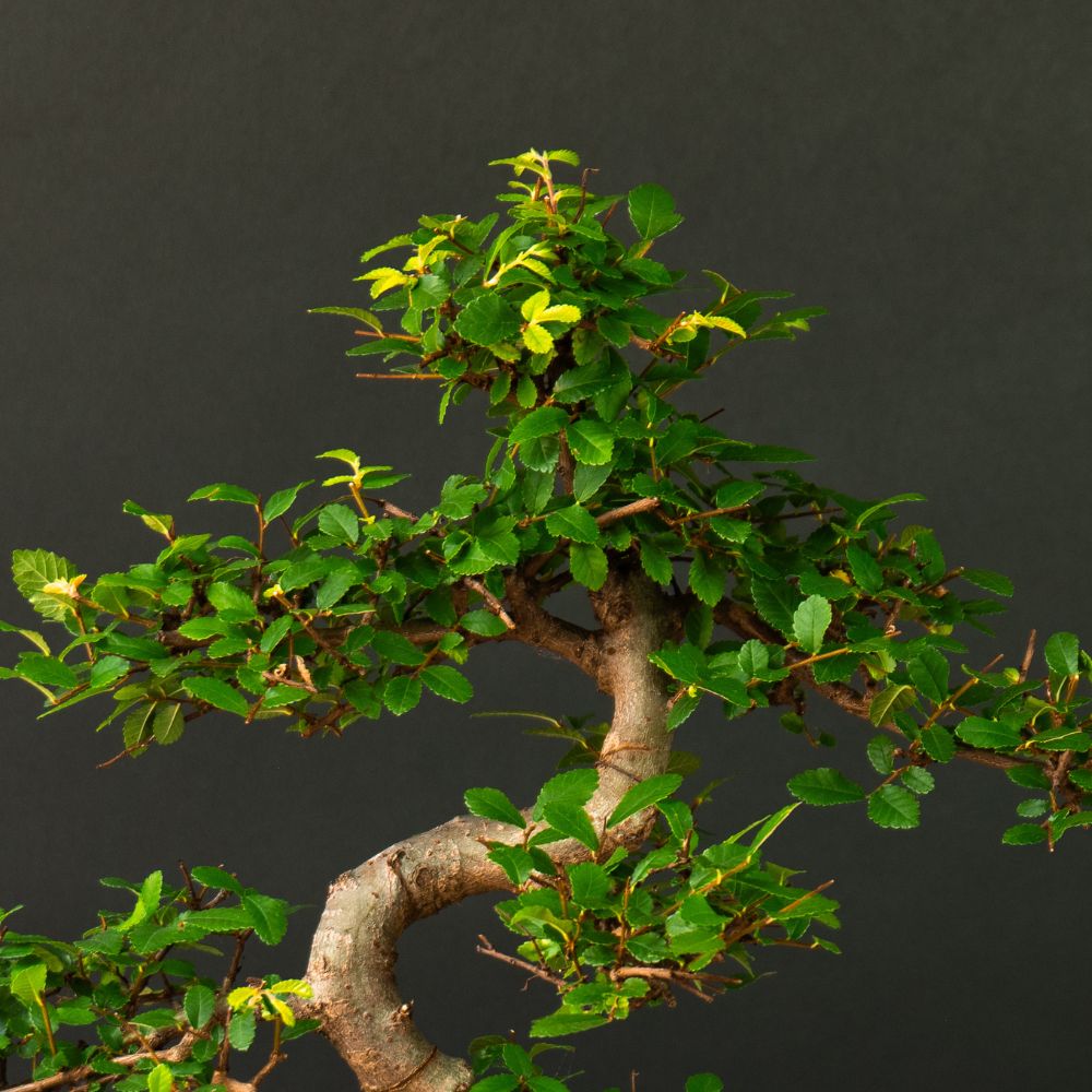 Zelkova Sensai - Bonsai do interiru aj exteriru - 12 rokov - Bonsaiwonder   bonsaiwonder