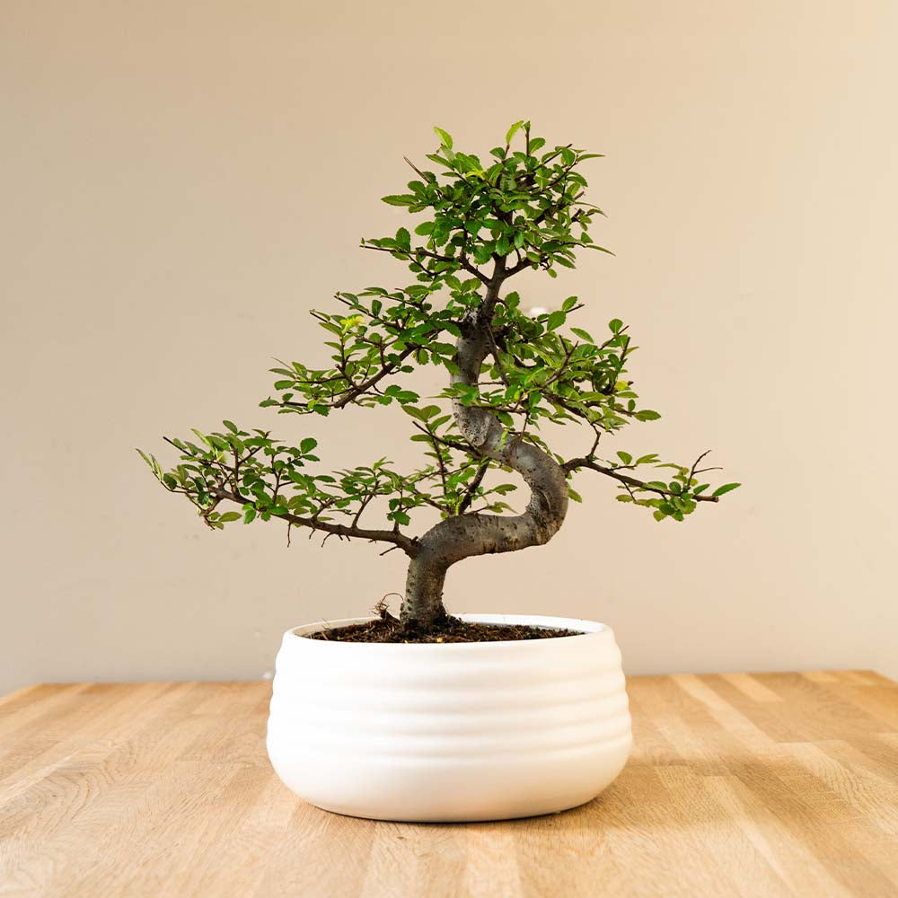 Bonsai boom