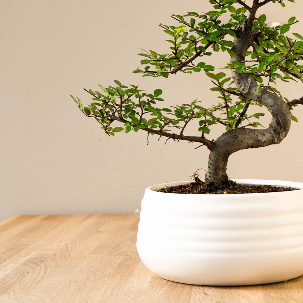 Bonsai boom | Zelkova Marui – bonsaiwonder®