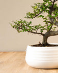 Zelkova Marui (wit) inzoom op pot