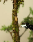 Bonsai konkavtang