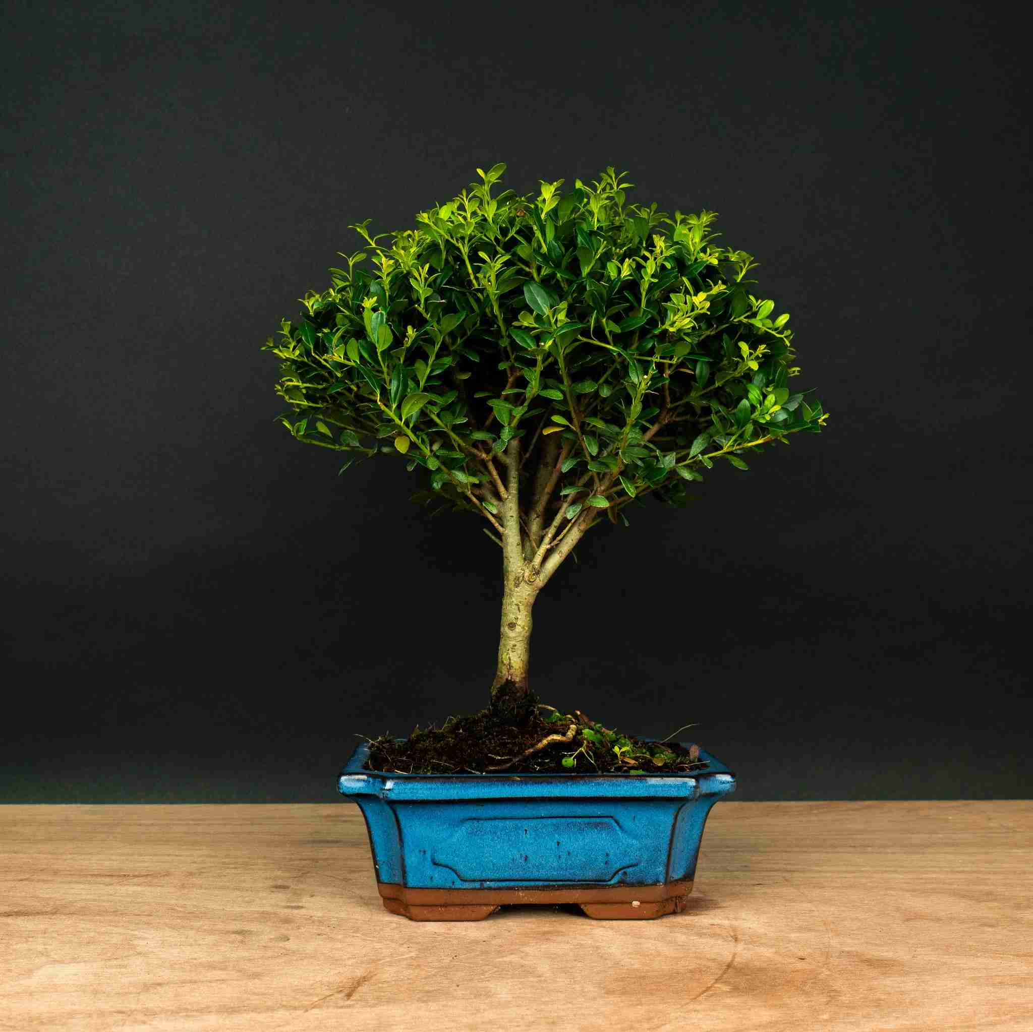 Test bonsai – bonsaiwonder®