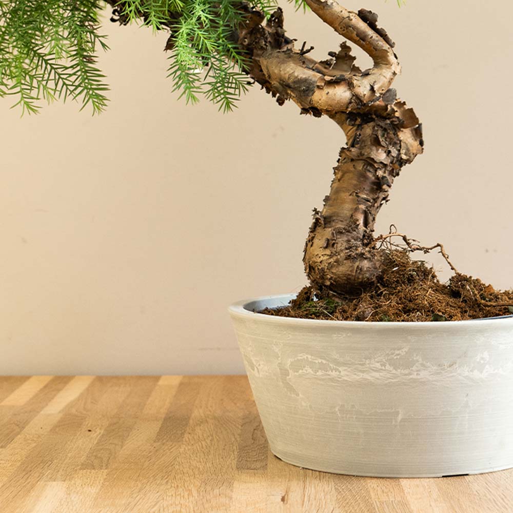 Araucaria Daija