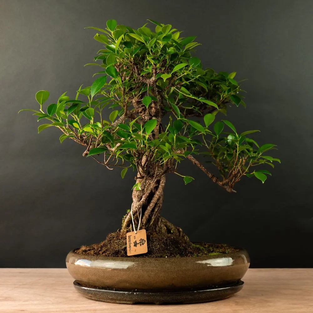 Buy Ficus bonsai tree? | Bonsaiwonder®