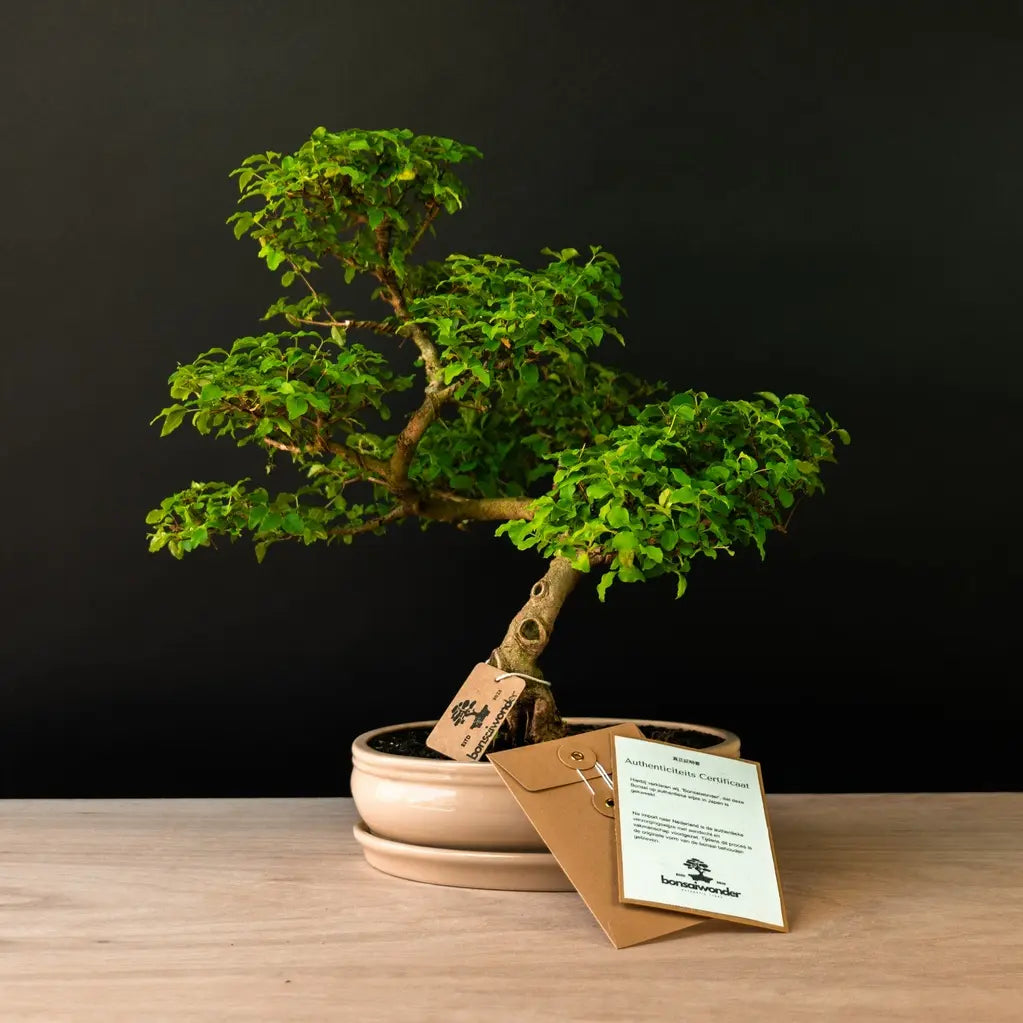 Exclusieve bonsai aanbiedingen