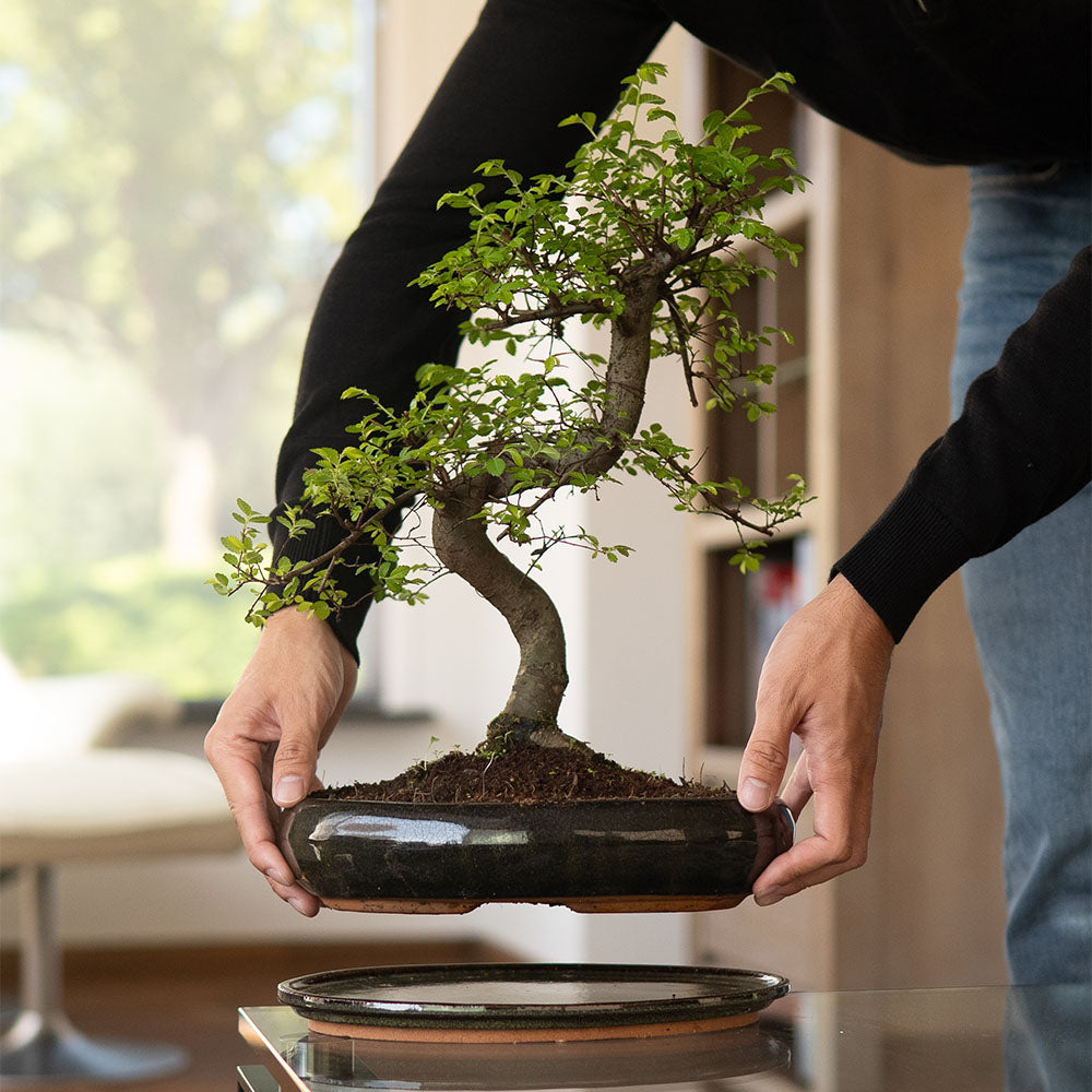 Bonsaiwonder®: Loja online de bonsai - Descubra bonsai autênticos