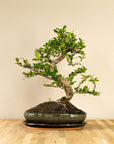 Carmona Chuu bonsai (bonsaiwonder) vooraanzicht