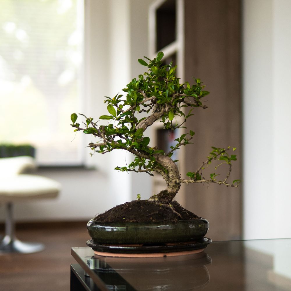 bonsai tree carmona Carmona Chuu - 13 years old - indoor bonsai