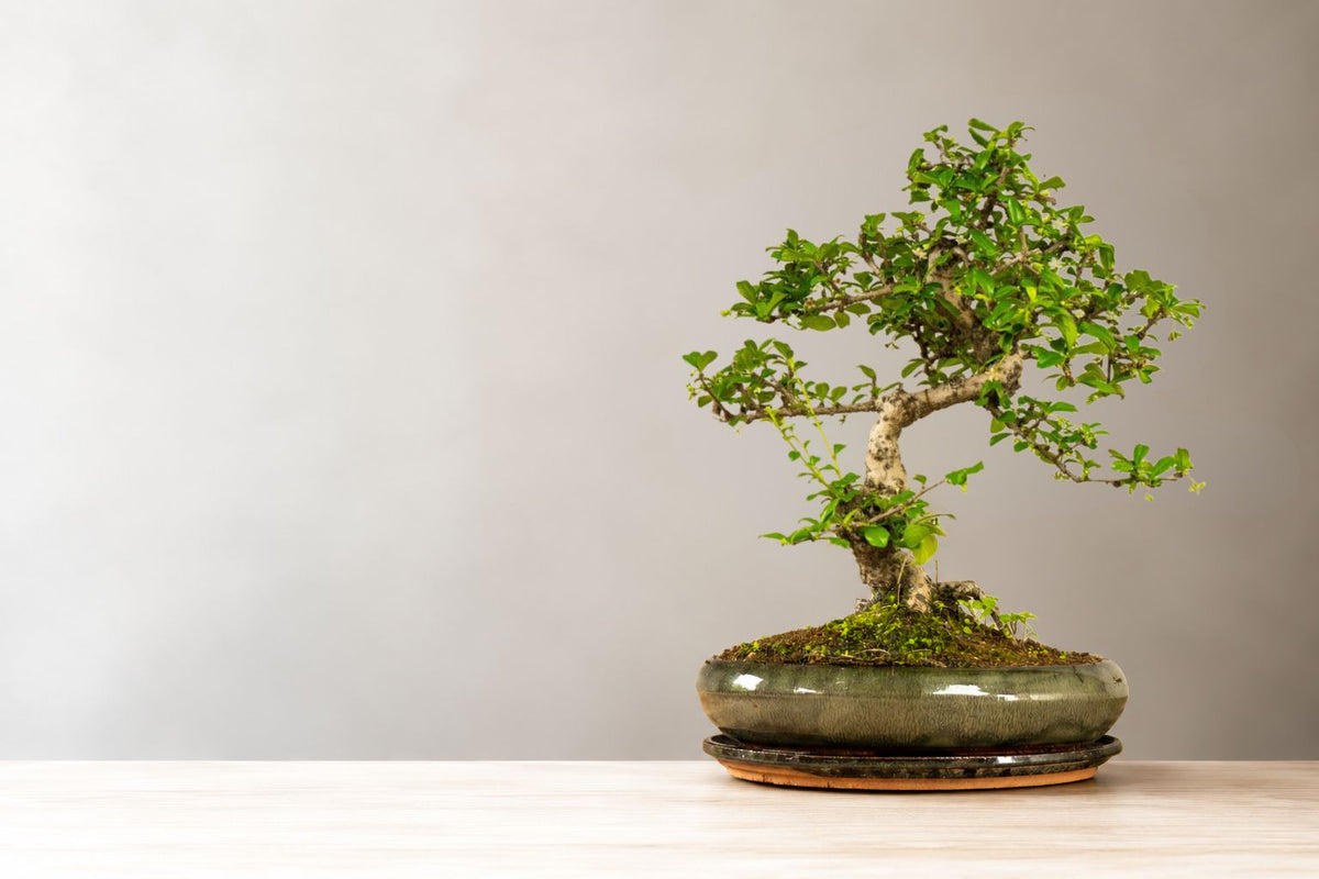 Carmona bonsai hooldus