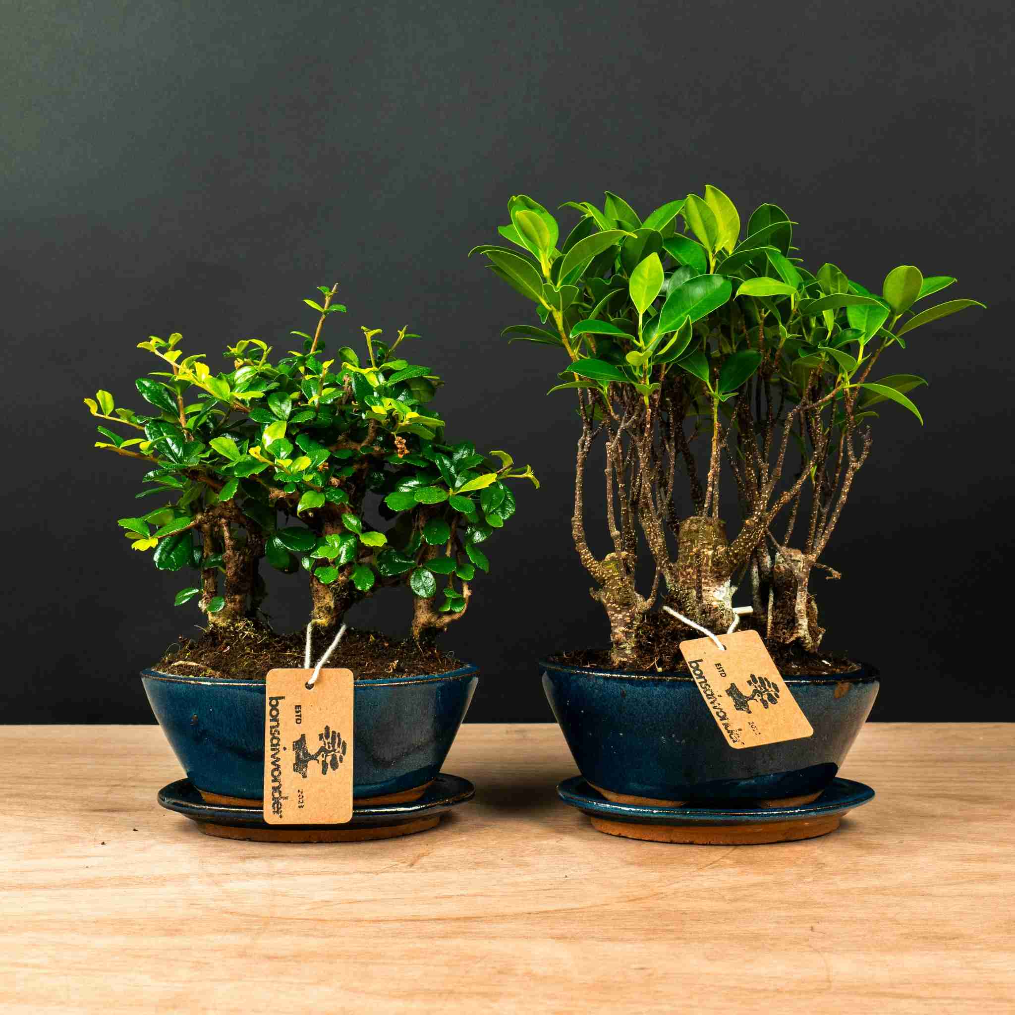 Bonsai Forest Combo deal! - 5-year-old indoor Bonsai | Bonsaiwonder®