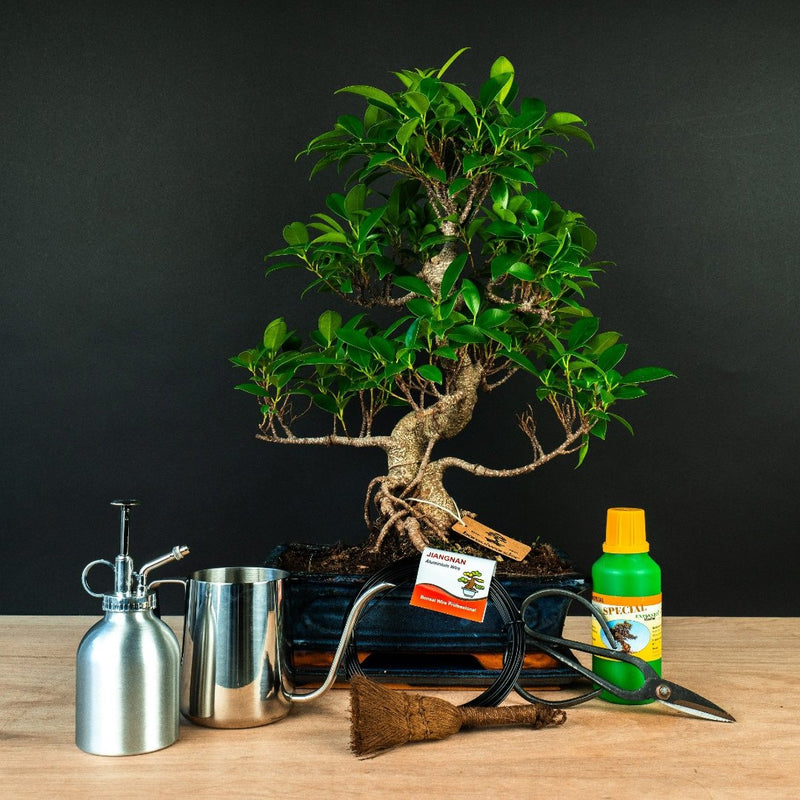 Ficus Başlangıç Seti - genişletilmiş