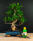 Ficus Starterset - essentieel