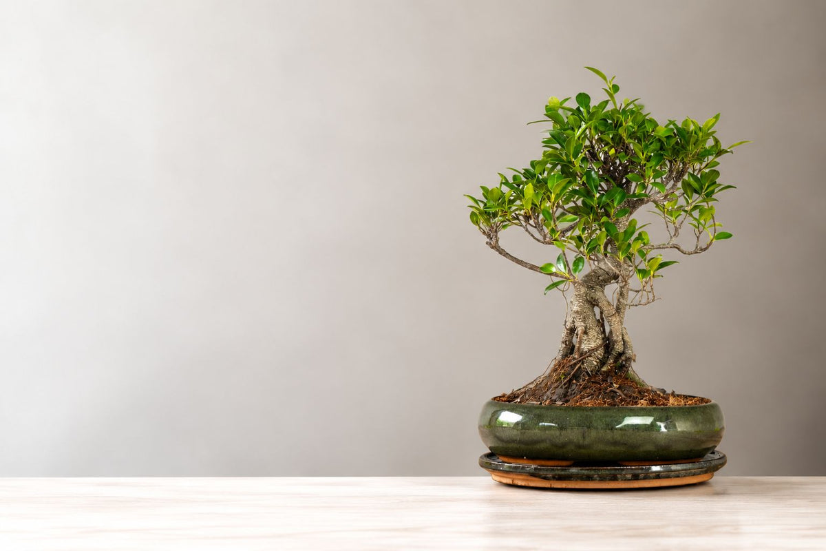 Ficus Bonsai Bakımı