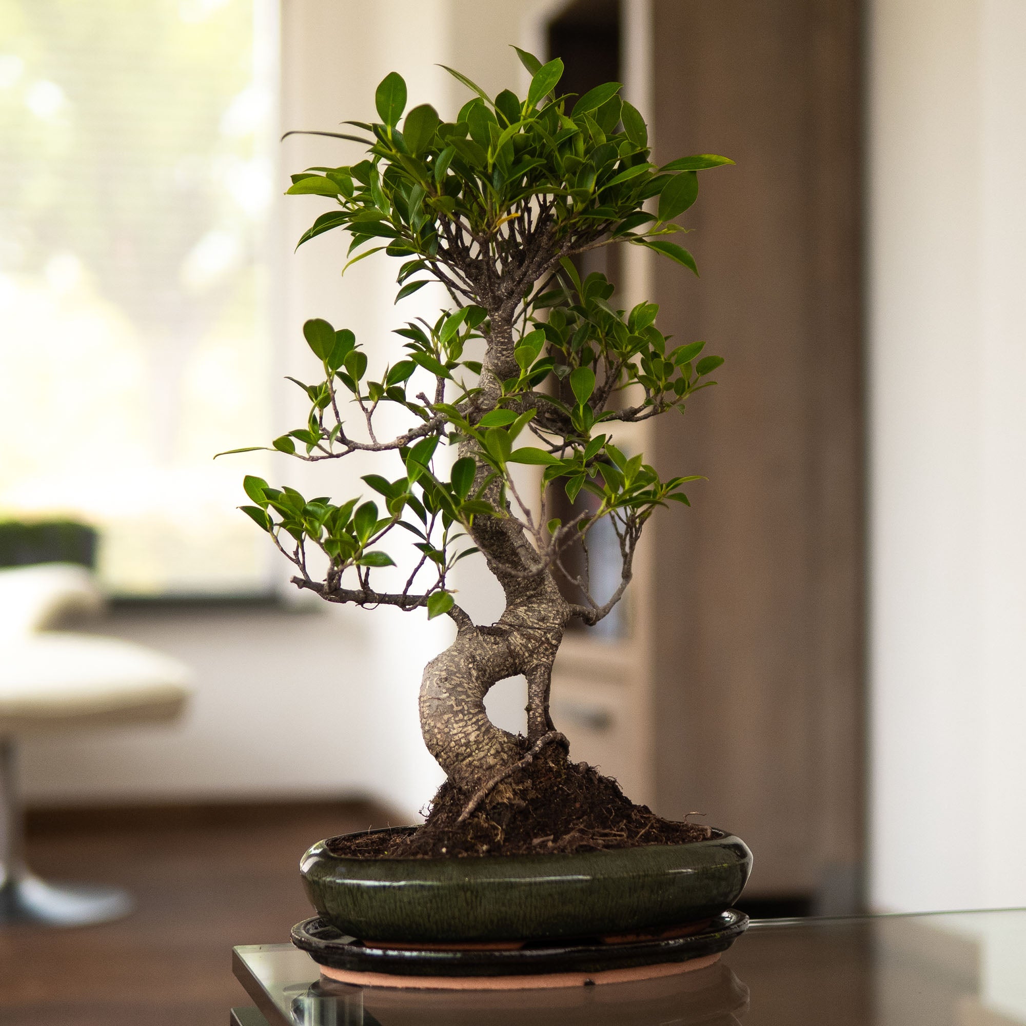 Ficus Dakou Suru