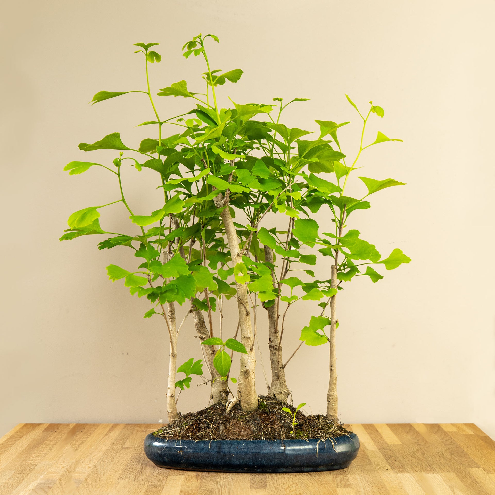 Ginkgo Forest