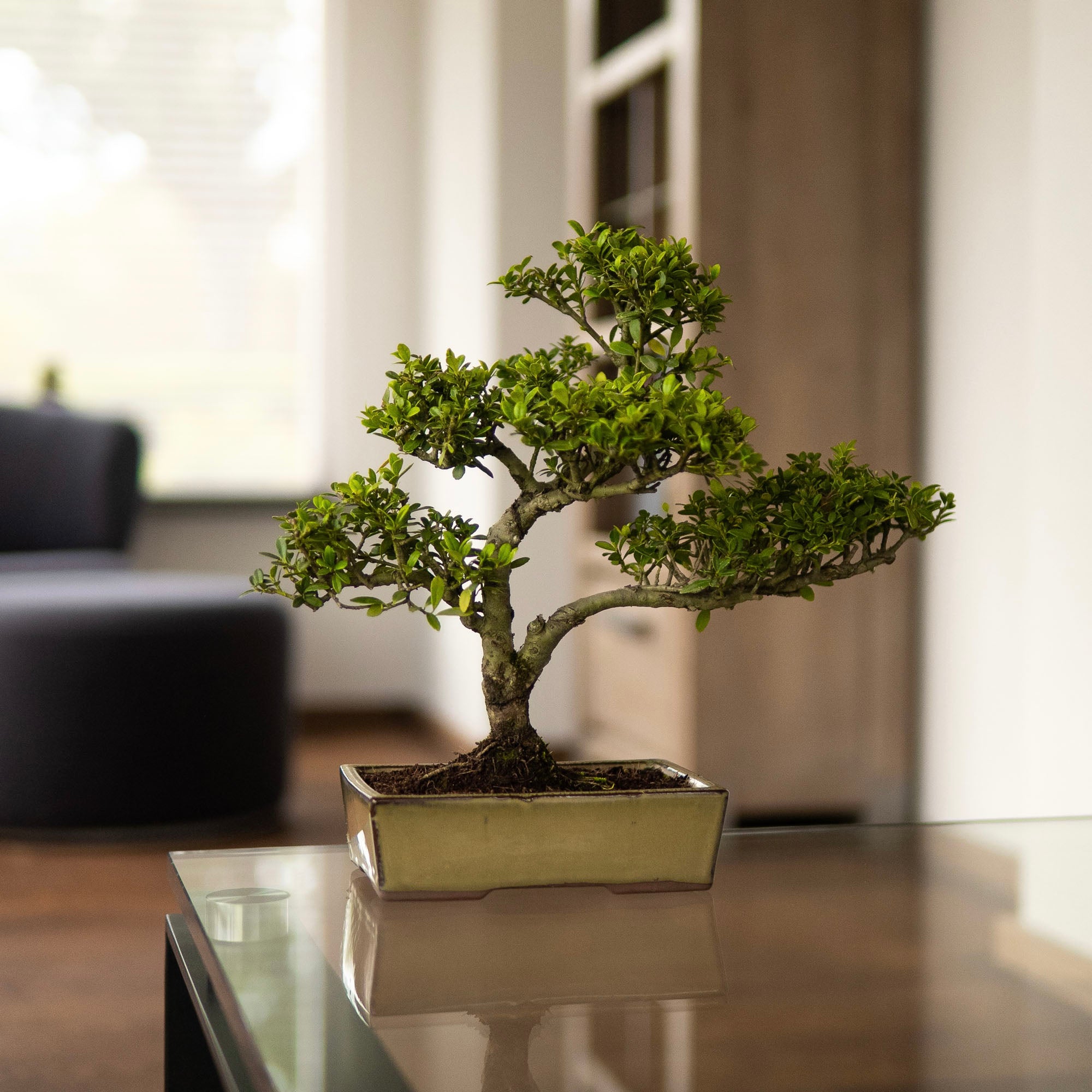 BONSAIWONDER | ILEX Crenata - bonsai de exterior - cumpără Ilex