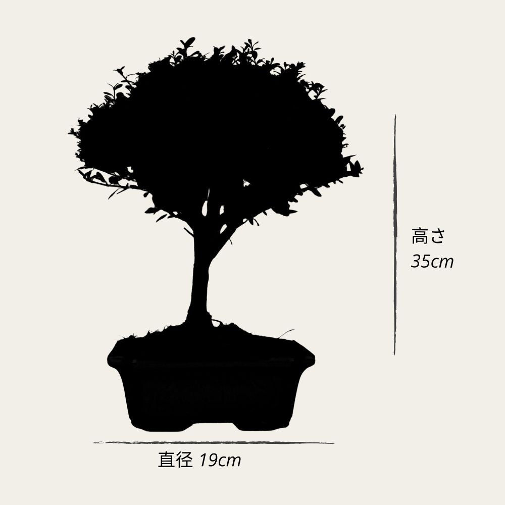 Test bonsai