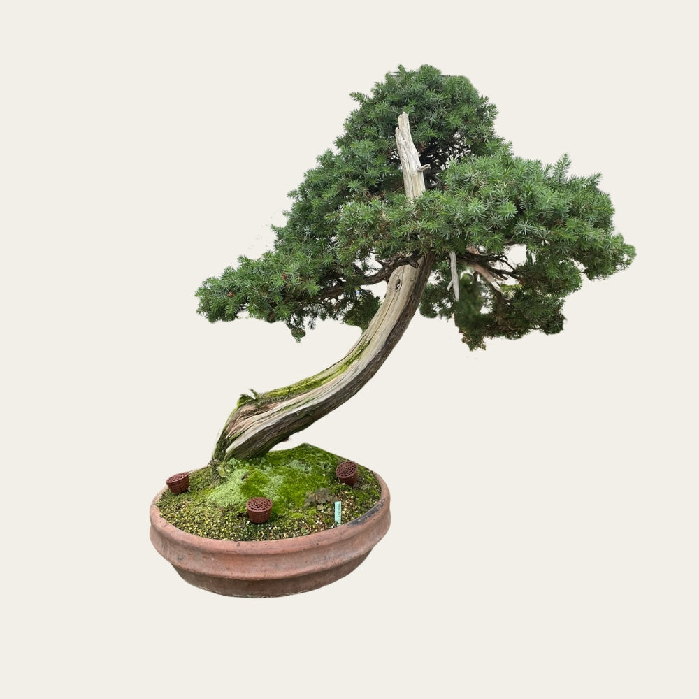 Juniperus Nr.29 - Bonsai – Uniek exemplaar van 25 jaar - Bonsaiwonder ...
