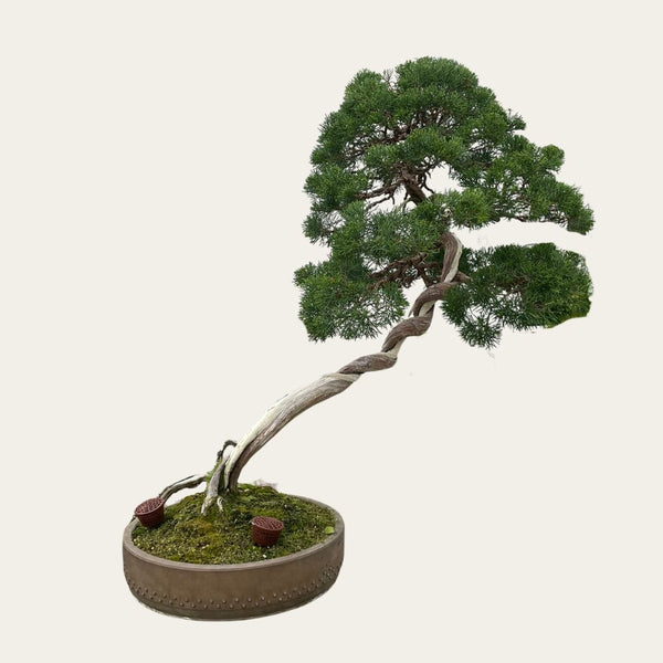 Juniperus Nr.34 - bonsai 25 ani – Trunchi împletit unic