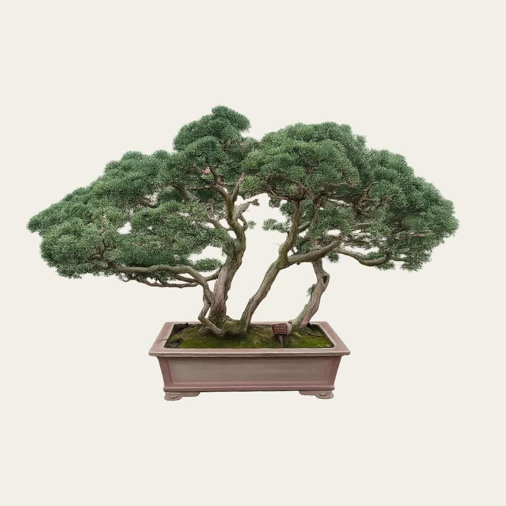 Juniperus Nr.35 - Bonsai forest - 20 years old - bonsaiwonder ...