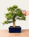 Bonsaj Ligustrum št.47