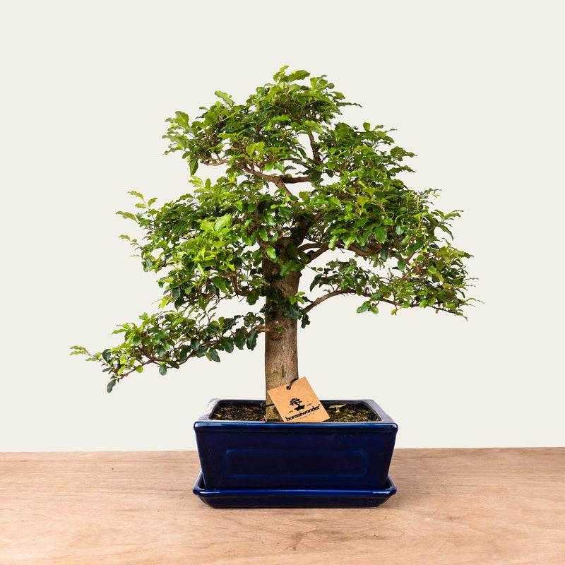 Bonsaj Ligustrum č.47