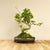 Ligustrum Dai