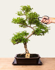 Bonsaj Ligustrum št.50