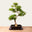 Ligustrum бонсай №50