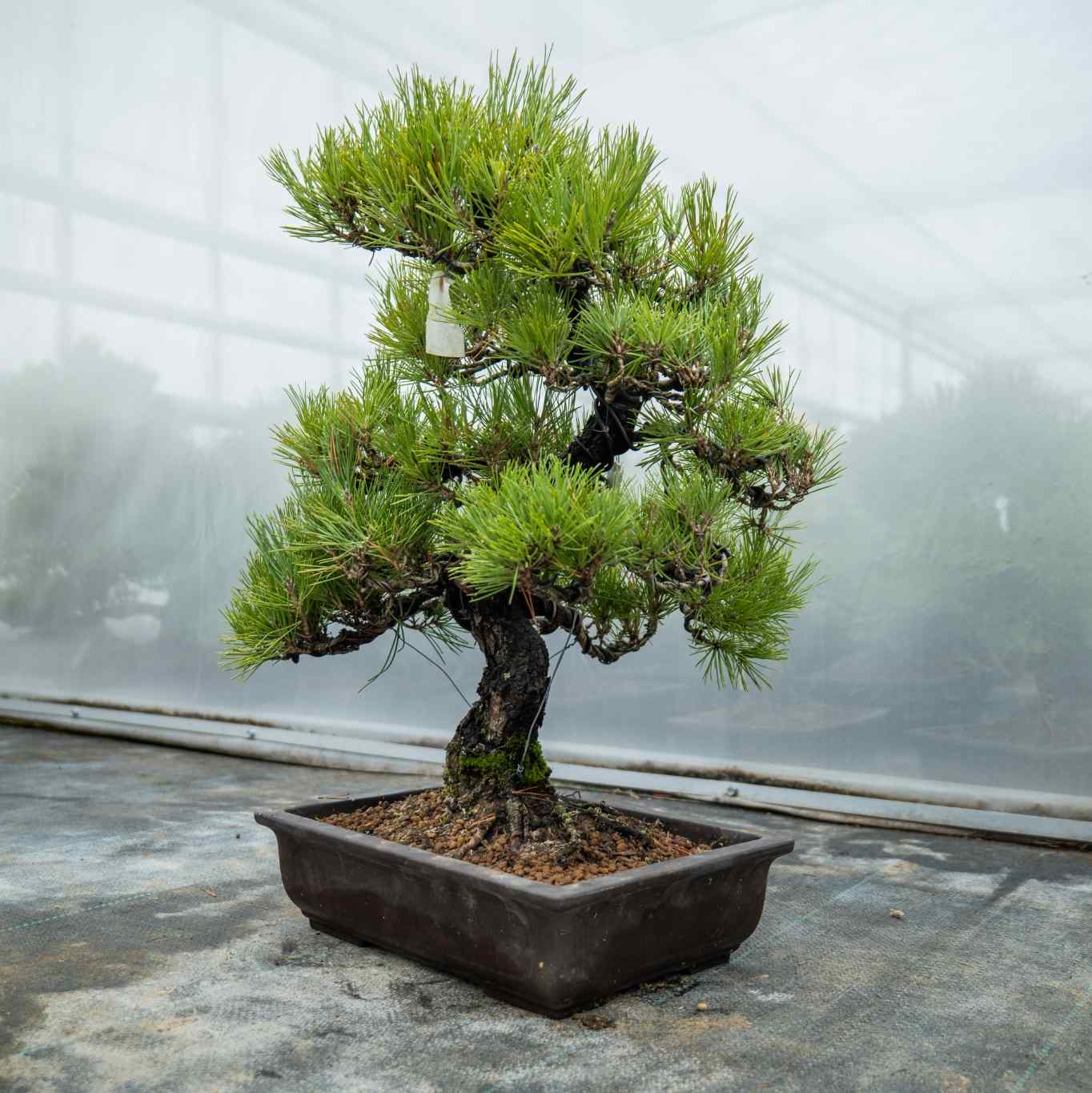 Bonsaiwonder| Japansk bonsai - Pinus Thunbergii Nr.02 – bonsaiwonder®