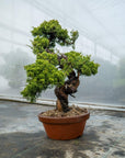 Juniperus Chinesis Itoigawa Nr.12