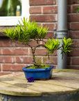 Podocarpus Seishōnen