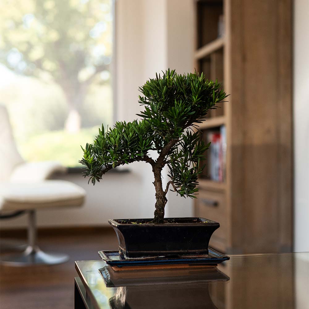 podocarpus bonsai tree Podocarpus Onīsan