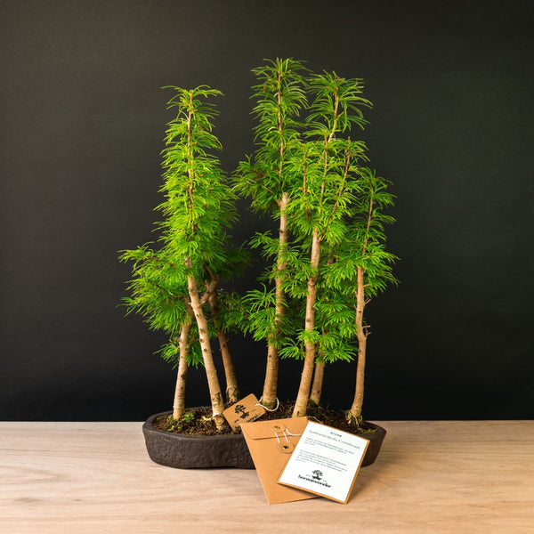 Pseudolarix Forest XL - 27 years old - outdoor bonsai