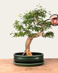 Bonsai Sesbania n.º 46