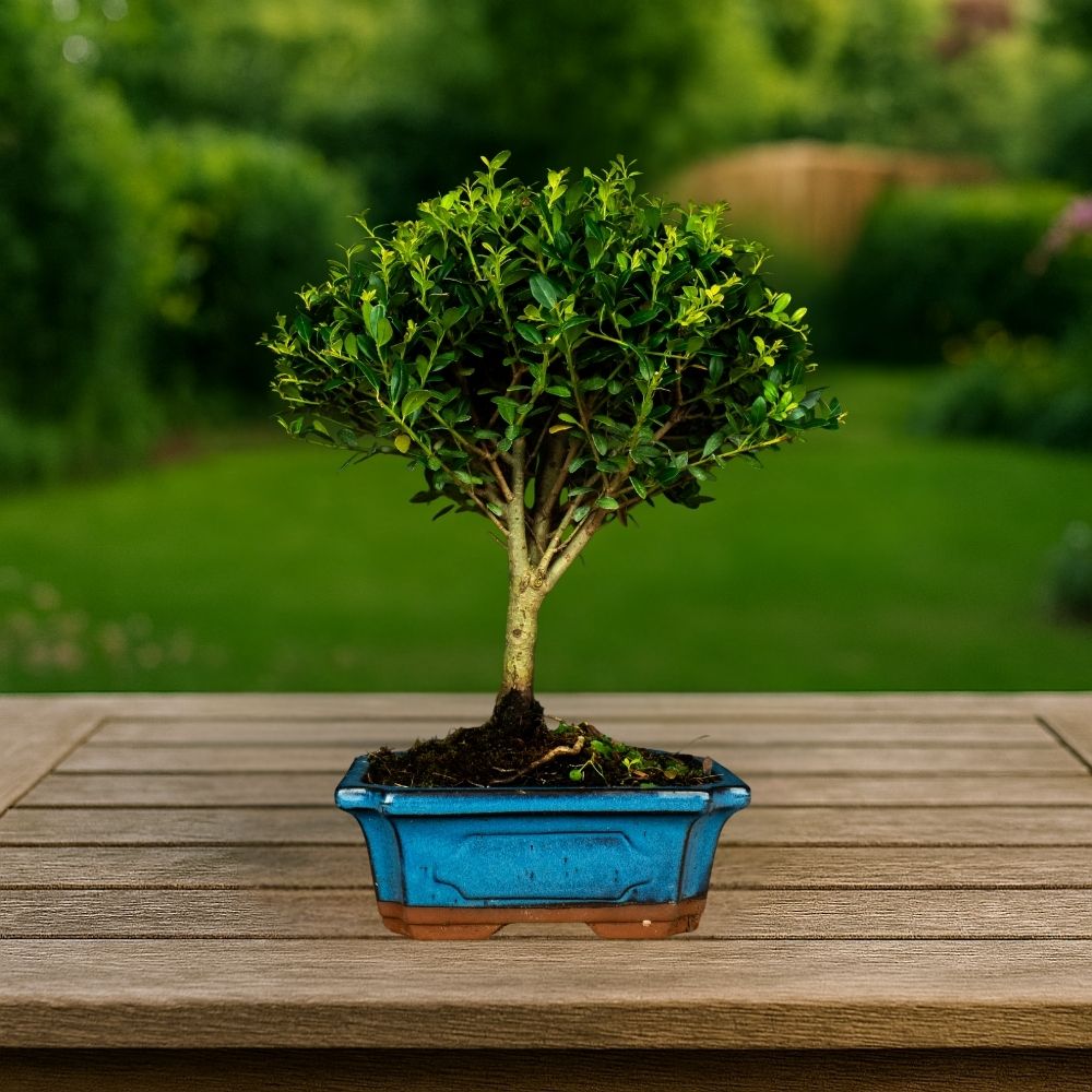 Test bonsai