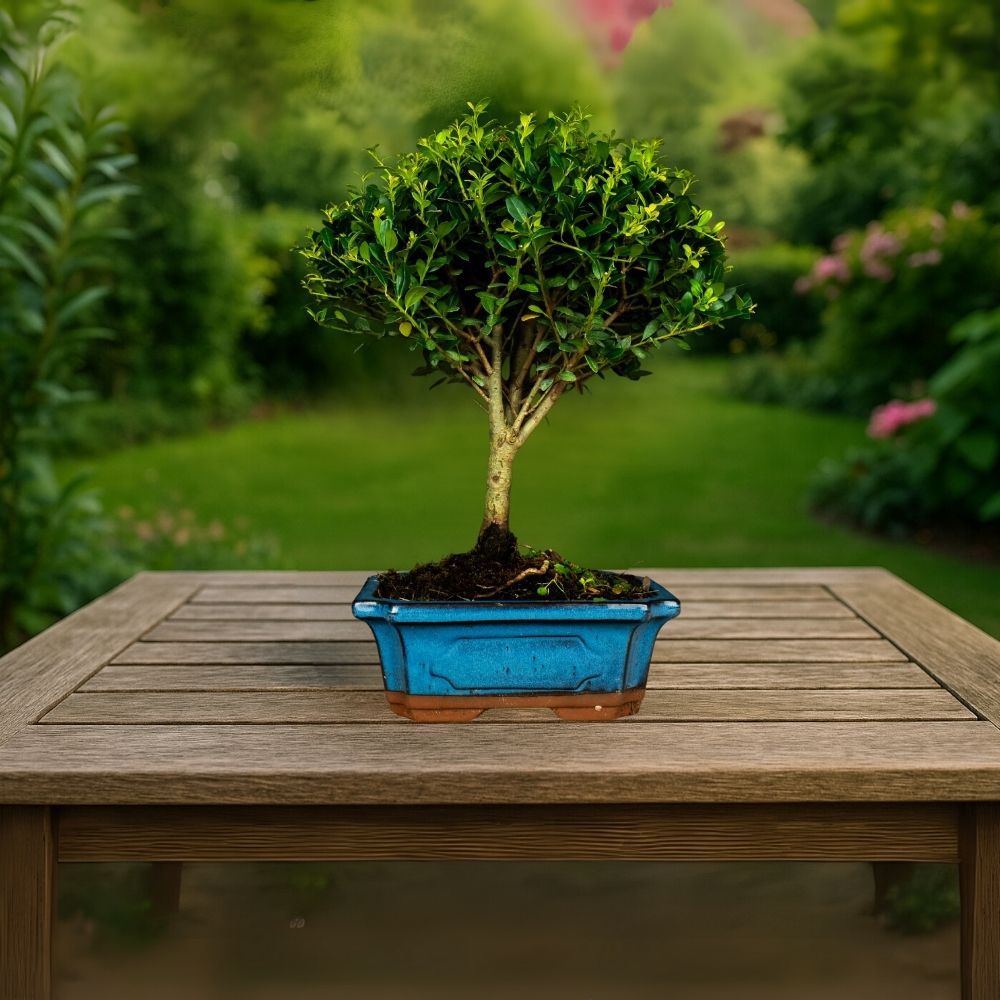 Test bonsai