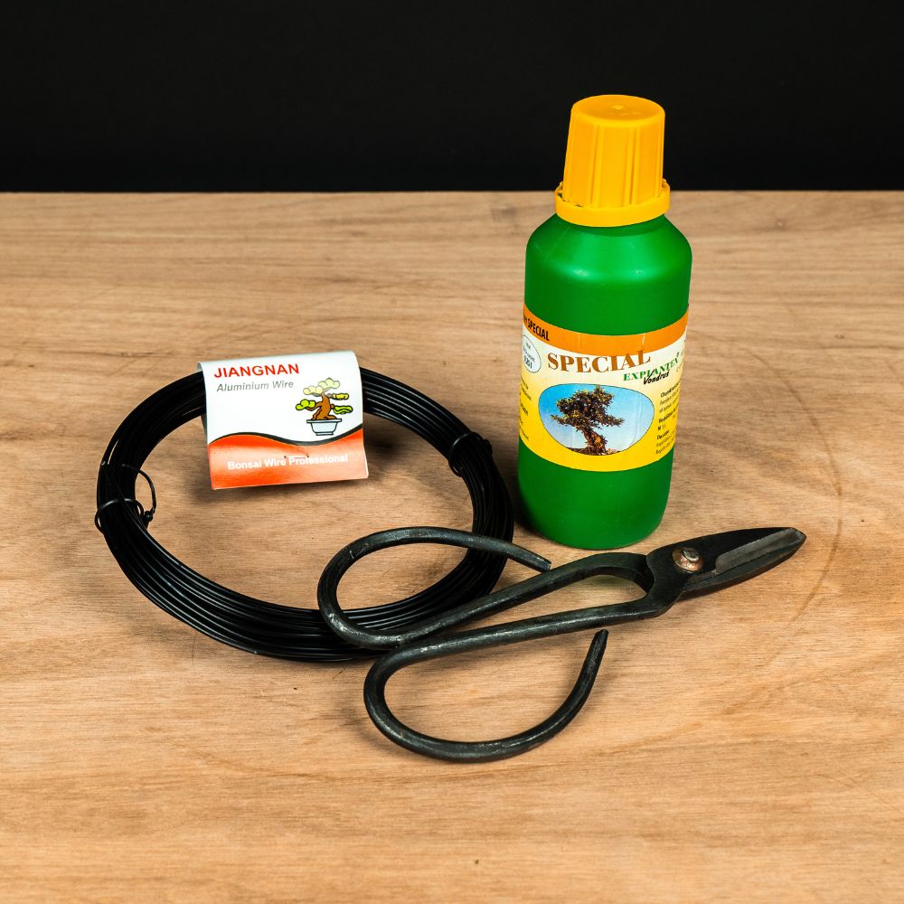 Set de pornire Ficus