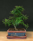 Zanthoxylum (Limited Edition)
