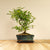 Zanthoxylum Shiito
