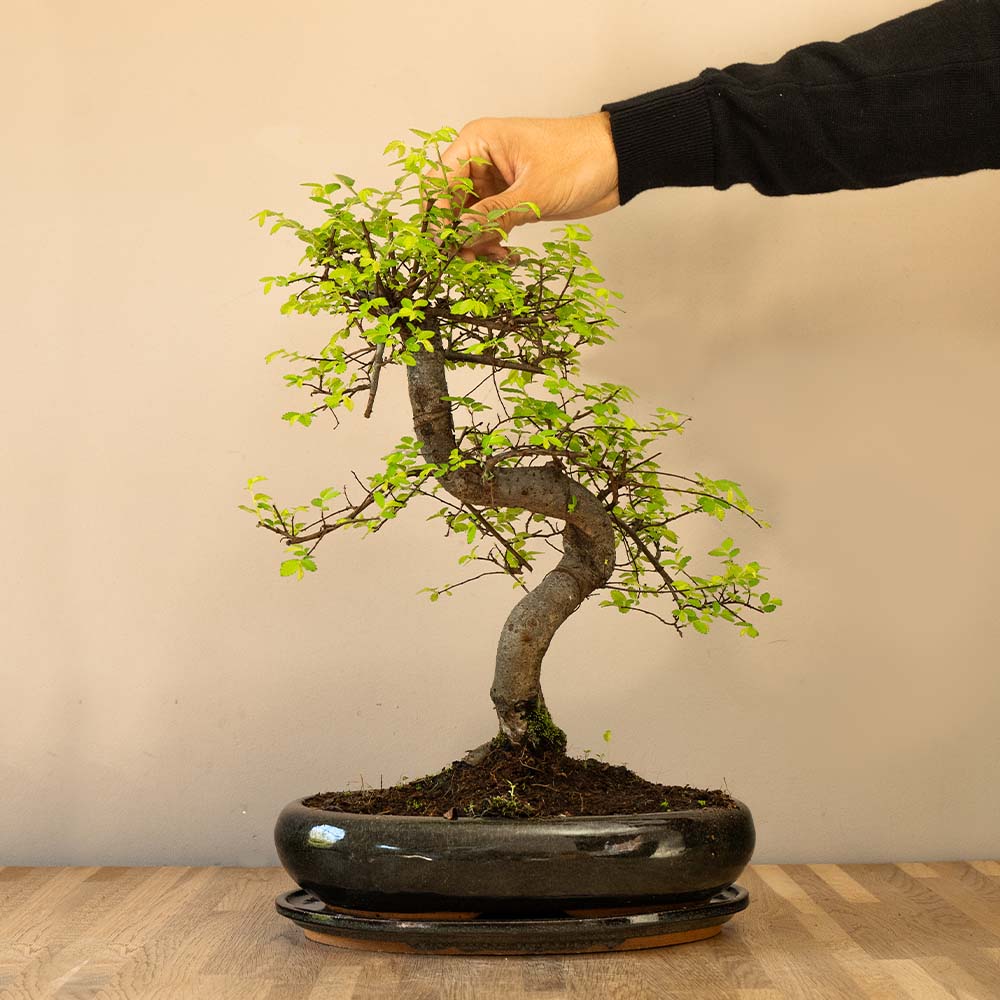 wasabidiorプレステージ Bonsaiwonder | Zelkova Dai - iç ve dış mekân bonsai – bonsaiwonder®