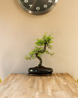 Zelkova Dai