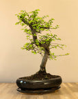 Zelkova Dai
