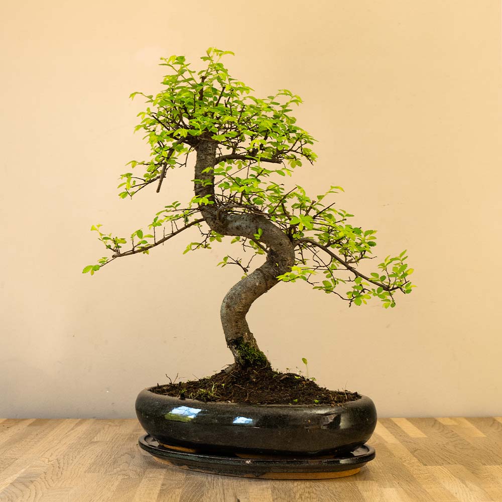 Bonsaiwonder | Zelkova Dai - bonsai de interior și exterior