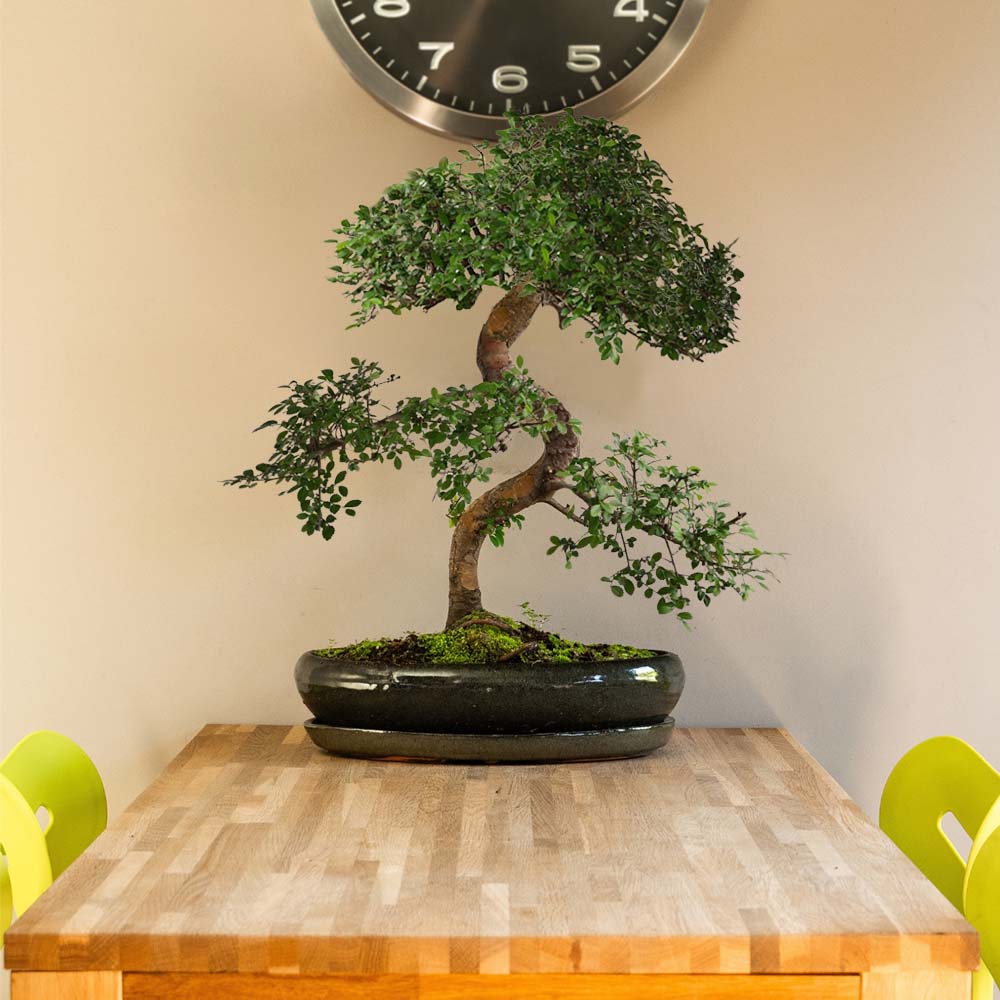 Bonsaiwonder | XL Bonsai Ağaç Koleksiyonu – bonsaiwonder®