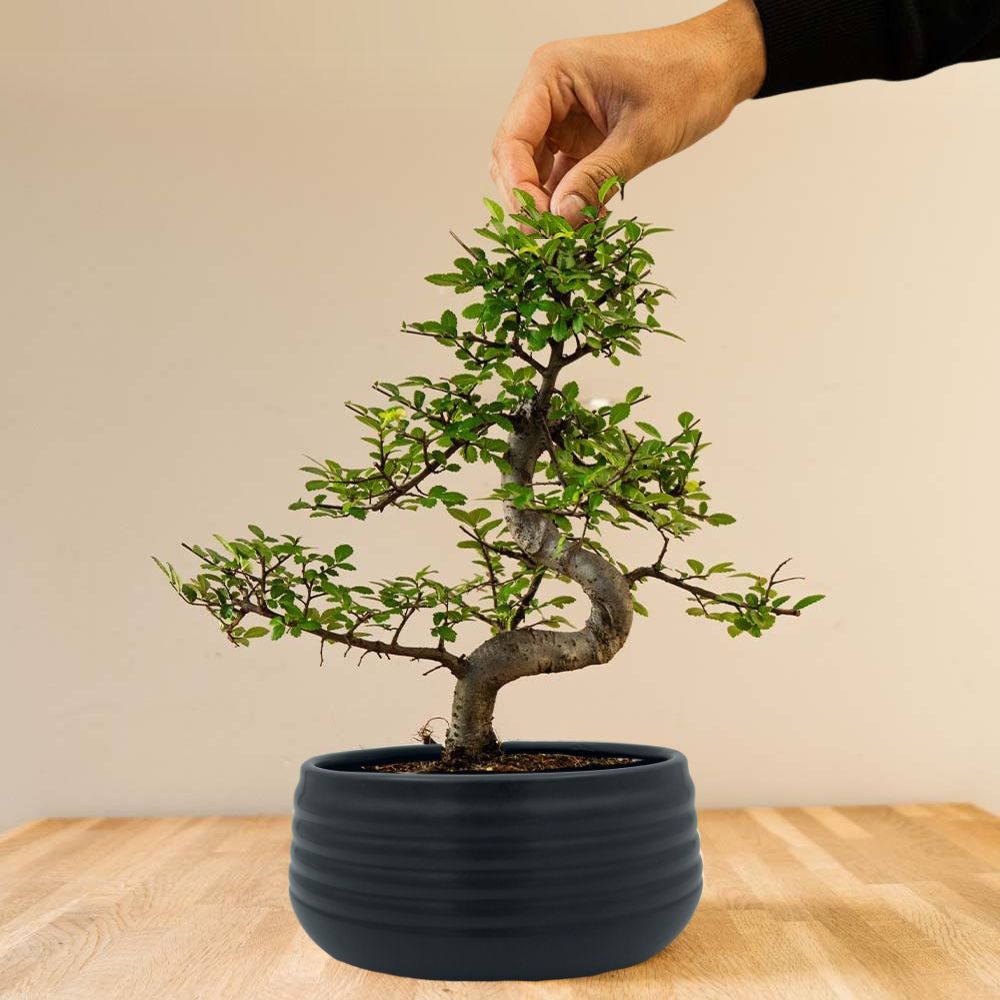 Zelkova Marui - arbore bonsai de interior - 14 ani - Livrare