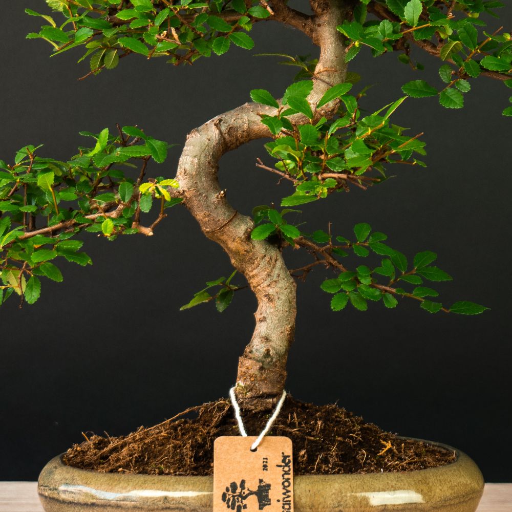Zelkova Sensai - Bonsai voor binnen en buiten - 12 jaar oud