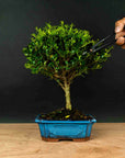 Test bonsai